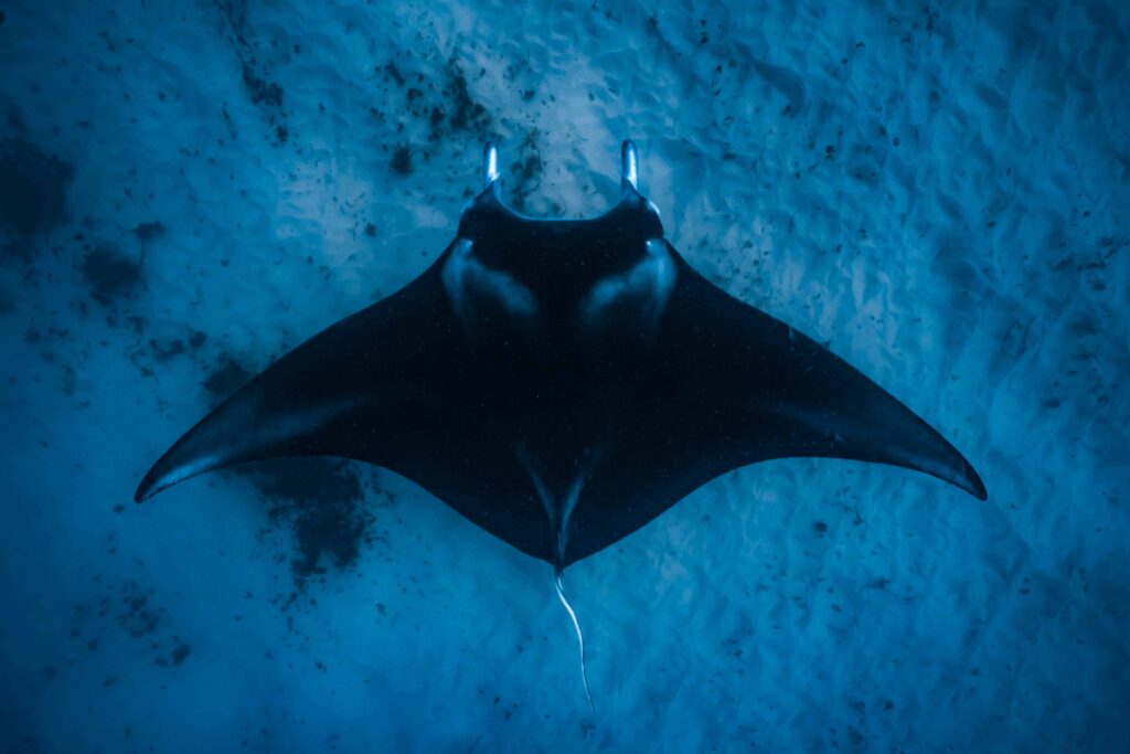 overhead shot of a manta ray