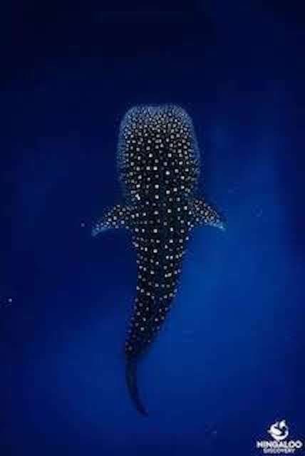 overhead shot of a whale shark