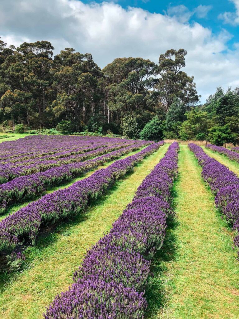 lavender fields at port arthur lavender farm