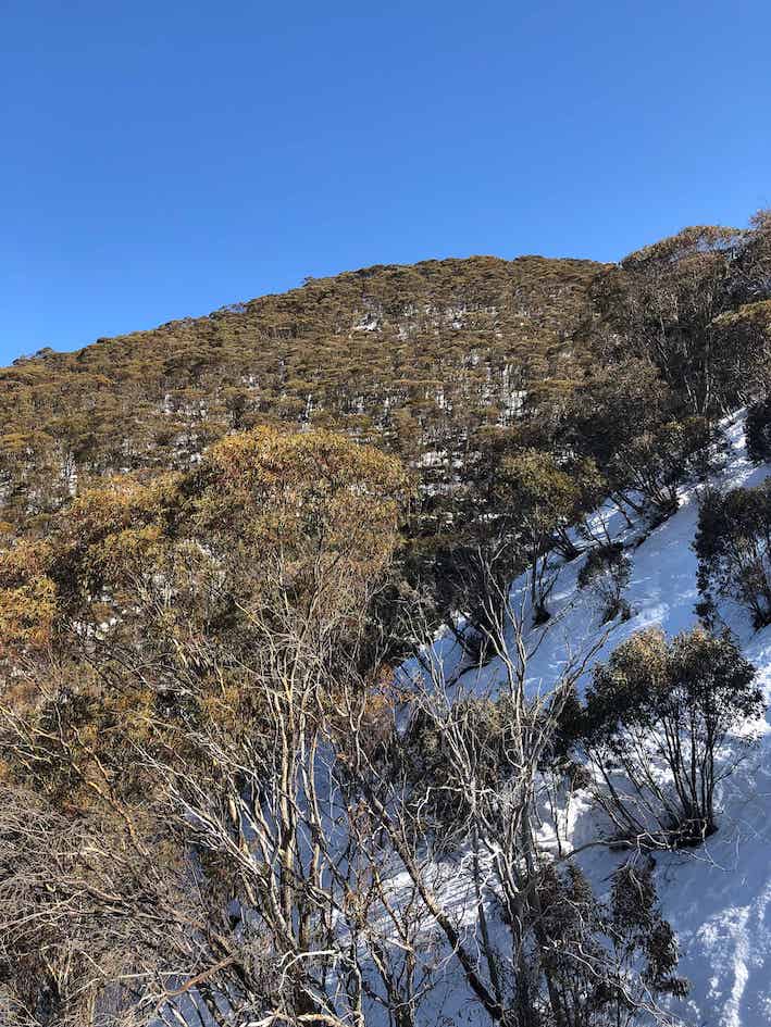 A white mountain side covered in tall, green snow gums. The sky is bright blue.
