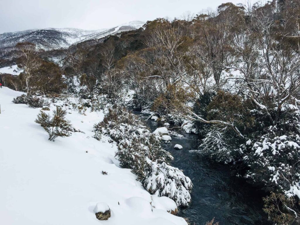 a dark blue river runs through deep white snow. at mount hotham along the edges of the river are tall, pale snow gums